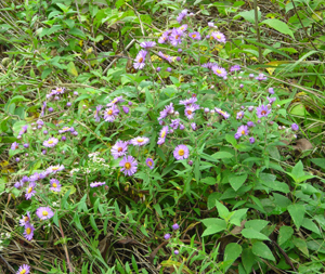 New England aster