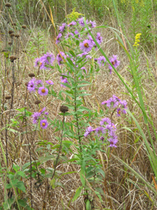 New England aster 2