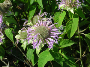 wild bergamot