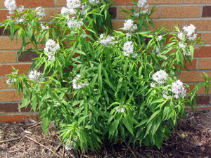 blue star willow 2