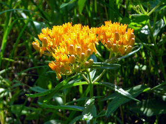 butterfly weed