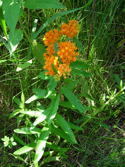 butterfly weed 2