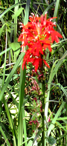 cardinal flower