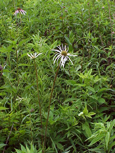 pale purple coneflower