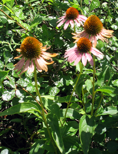 purple coneflower