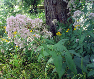 sweet joe-pye weed