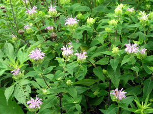 wild bergamot buds
