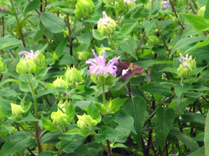 wild bergamot buds2