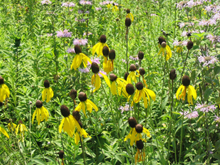 yellow coneflower
