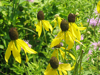 yellow coneflower3